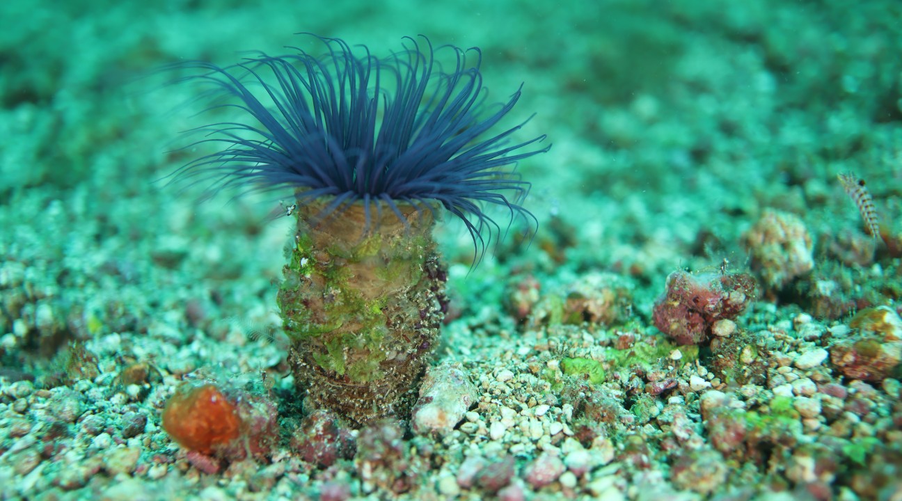 FUN DIVING