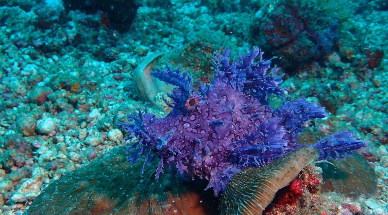 FUN DIVING