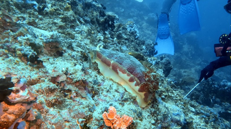 Spanish dancer !!