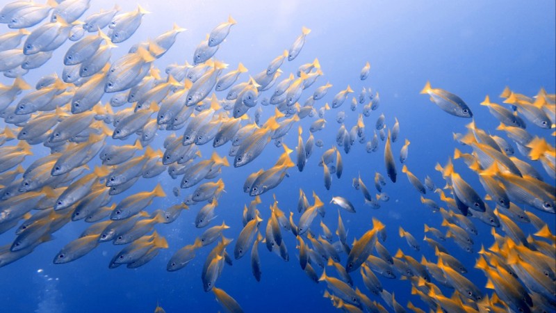 Yellow snapper !!