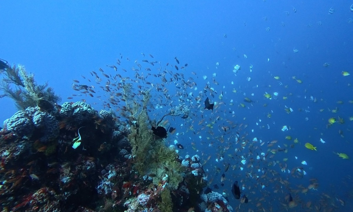 오픈워터다이버 (Open Water Diver)