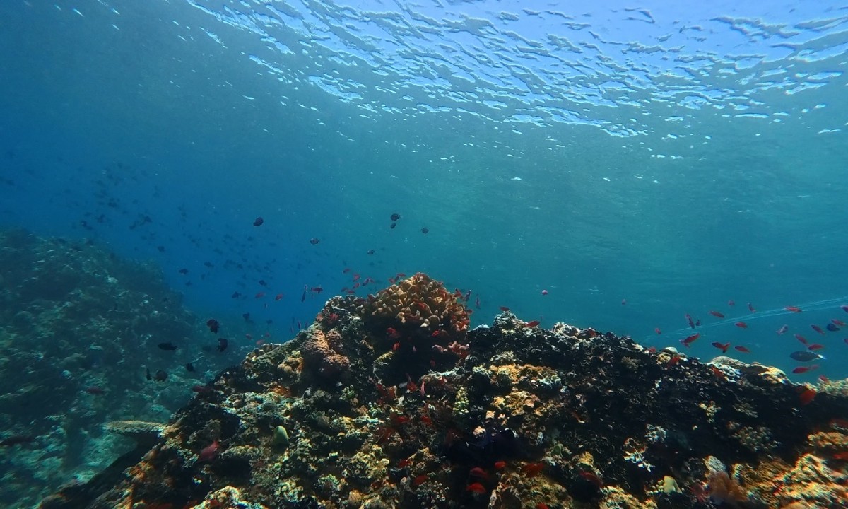 오픈워터다이버 (Open Water Diver)